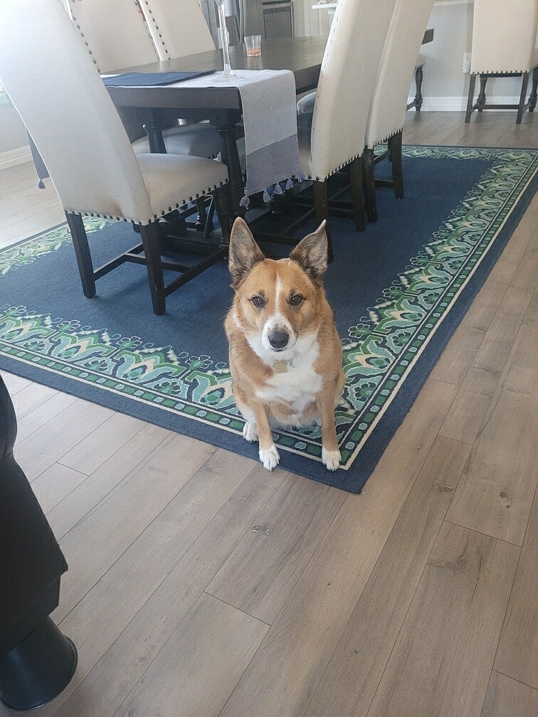 Friendly dog
