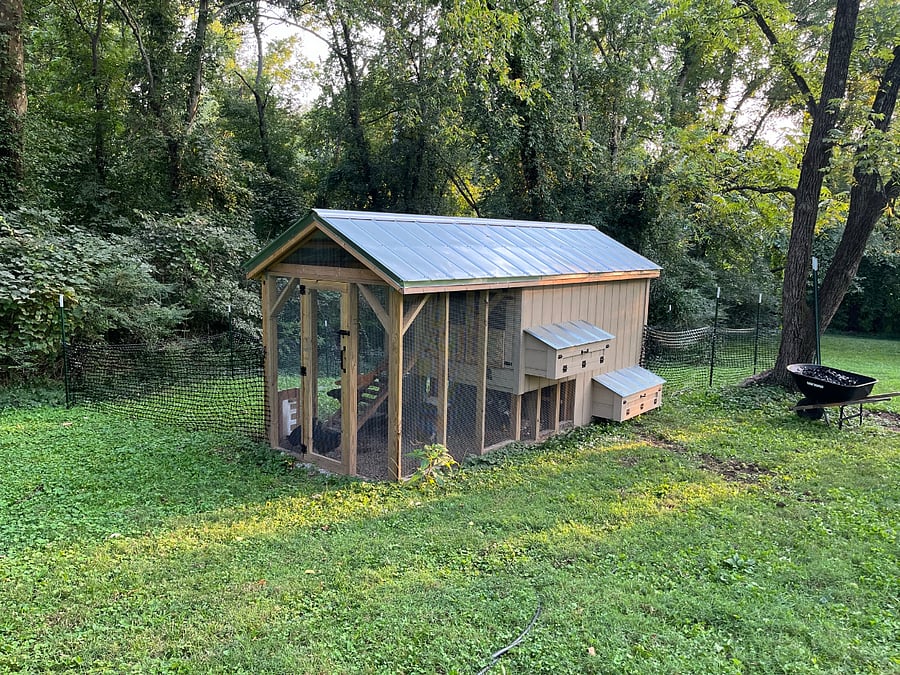 I have 8 chickens and 2 ducks in the coop in the backyard