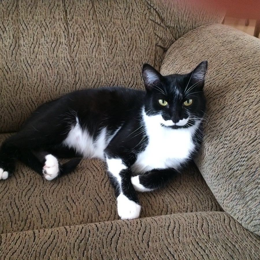 Darby the resident cat