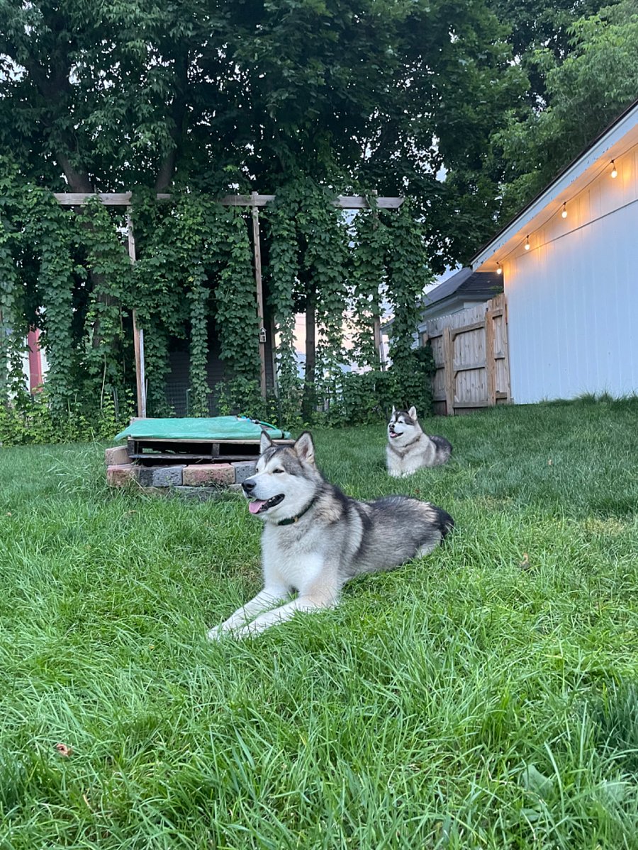 Our friendly Alaskan Malamutes, male & female, that you may see from time to time
