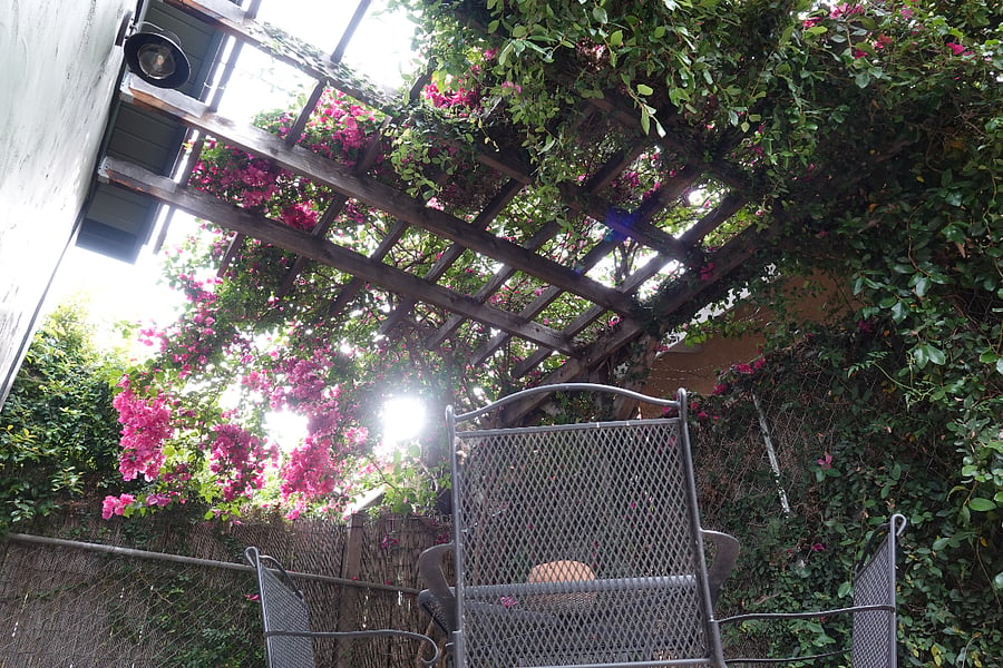 Beautiful Bougainvillea over the pergola.