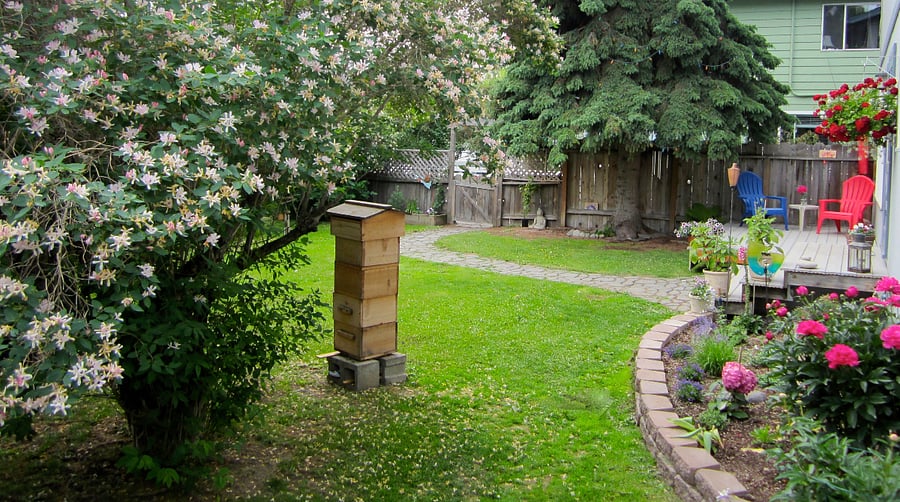 Front yard