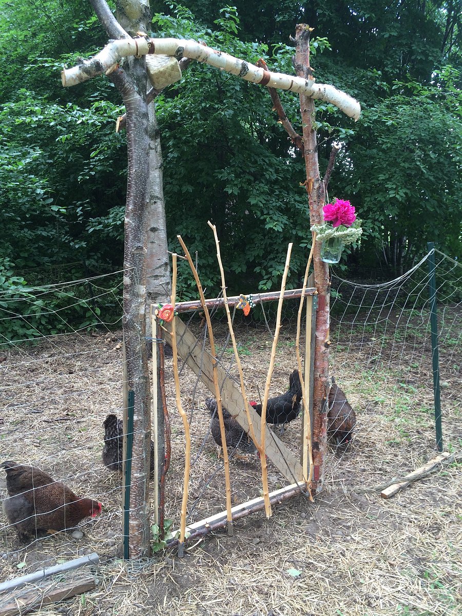 Backyard chickens