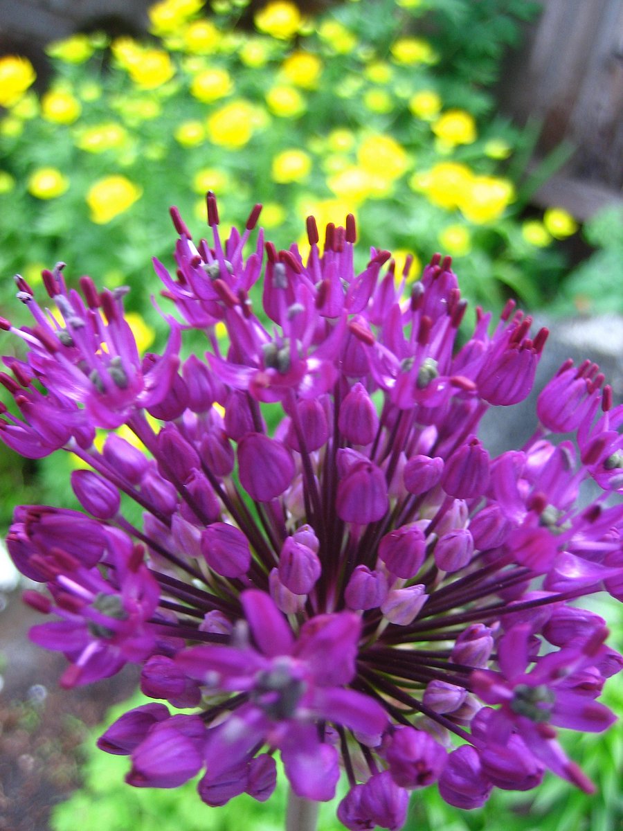 Garden flowers