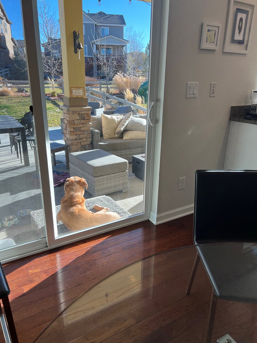 Dog friendly backyard