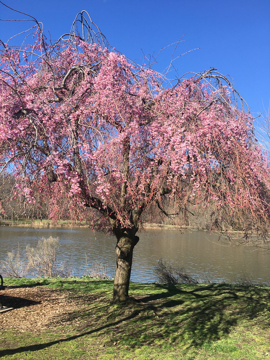 Spring in Inwood Hill Park