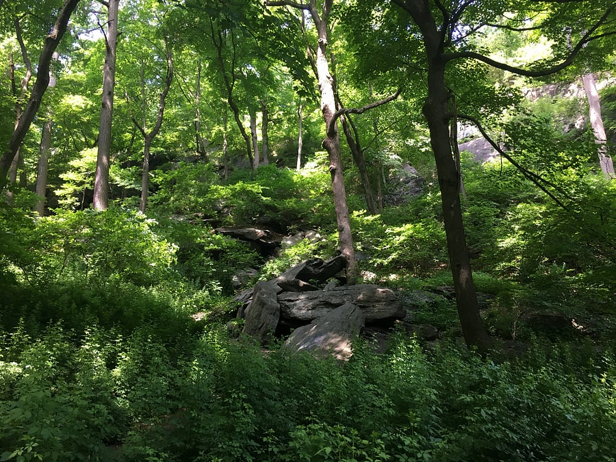 Inwood Hill Park trail with !90 acres of protected forest