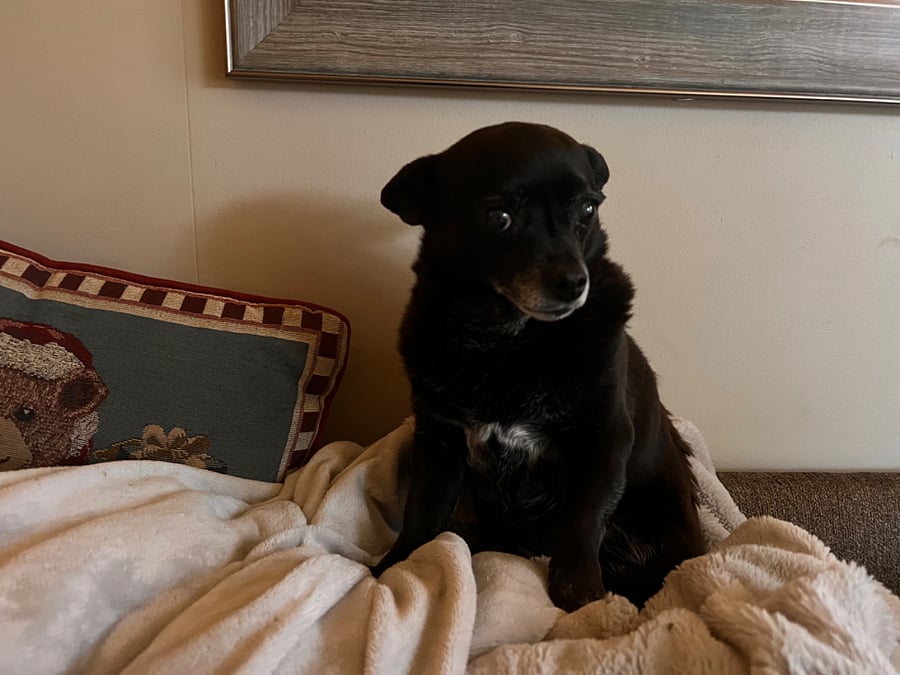 Little Old Molly