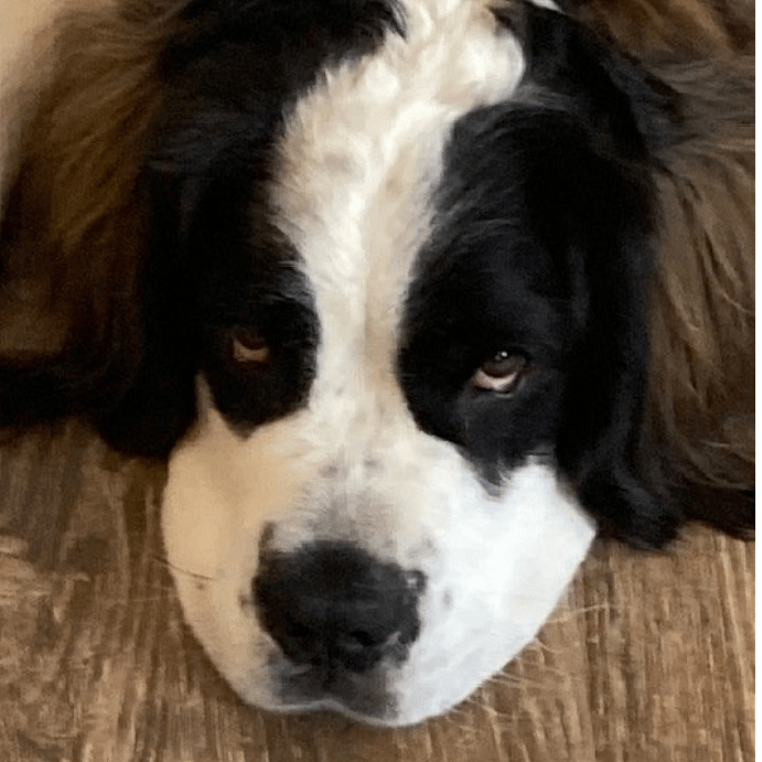 Resident dog - Callie - Saint Bernard
