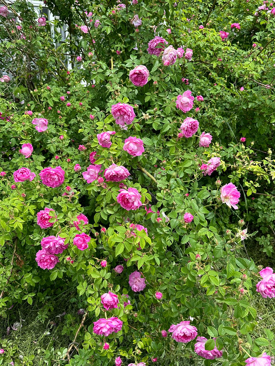 Something is always in bloom waiting to be taken inside for tenants enjoyment including these century old rose bushes