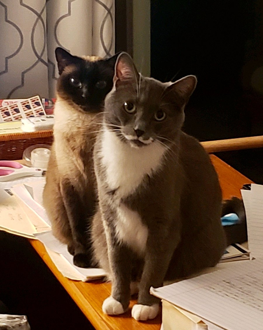 Jasmine and Milo would love for you to stay with us!