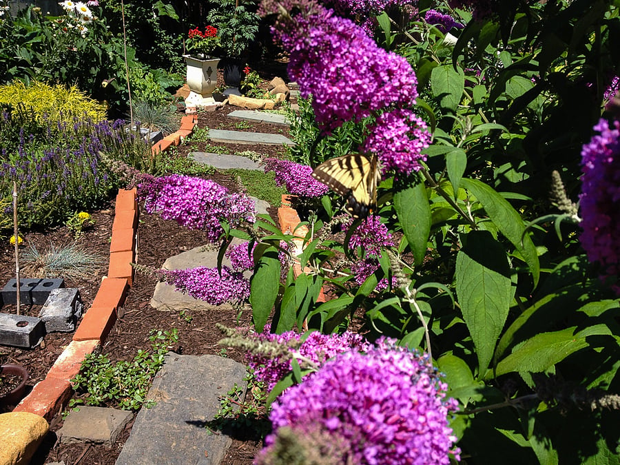 Garden detail in summer