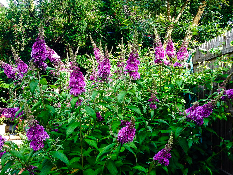 Backyard detail Summer