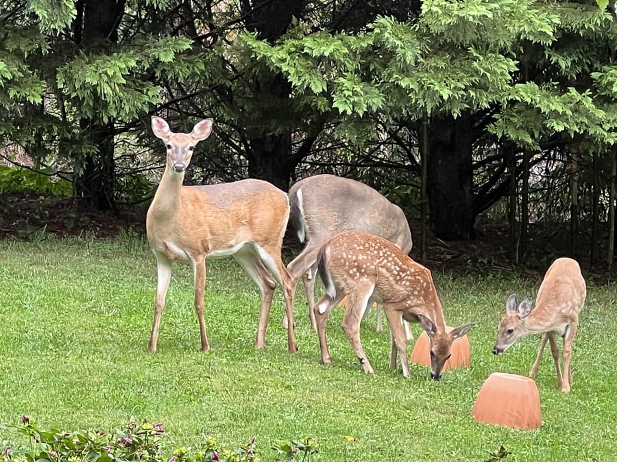 Frequent visitors!
