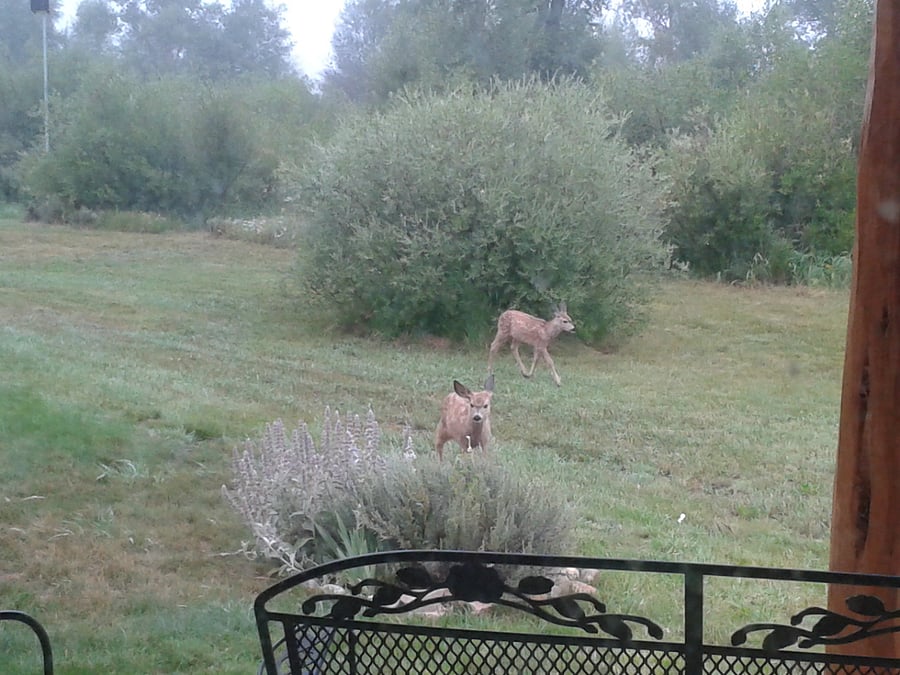 Summer wildlife