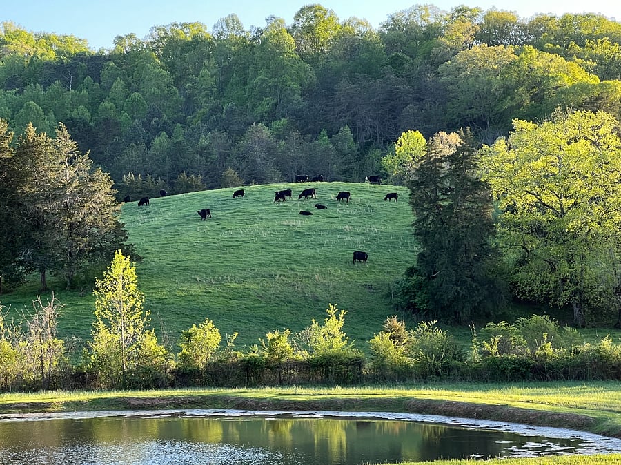 Cows and their calves grazing on the the hill in spring.