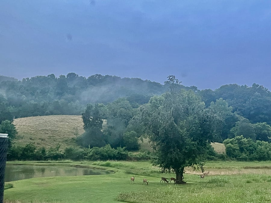 There is a view of the pond from the bay window, where lots of wildlife visit. On this evening we were lucky to see six bucks foraging from the pear tree. 