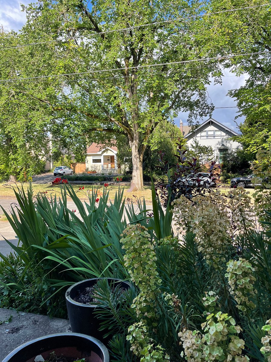 View of the front yard