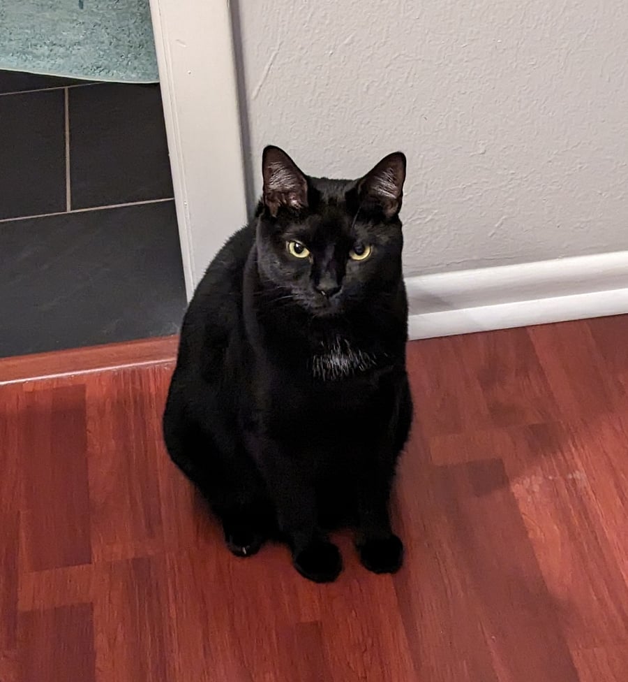 Ms Lizzie is the true ruler of the home
