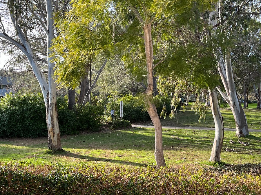 View of park from deck outside kitchen