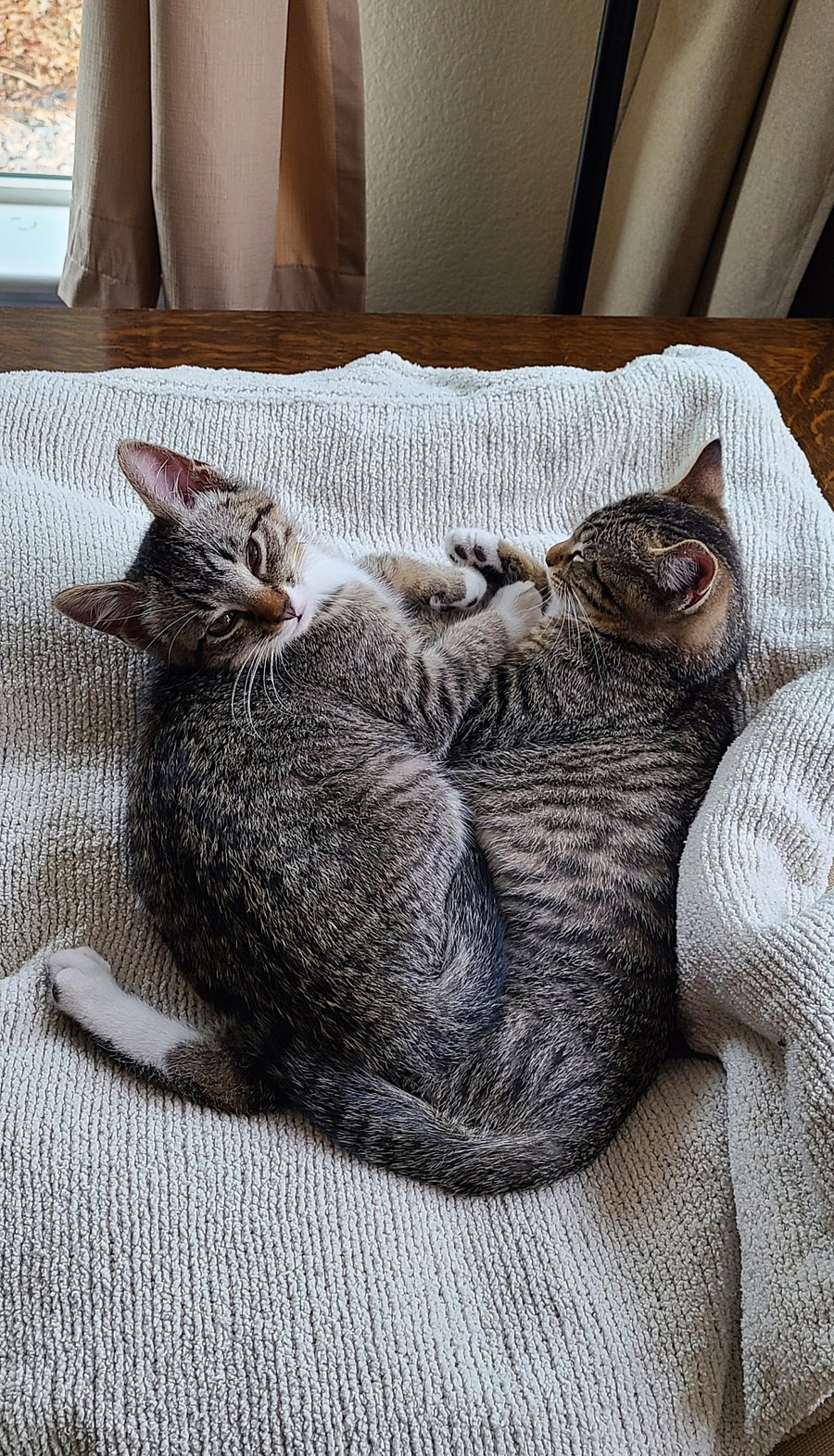 Resident Fur Babies Freyja and Bjorn.