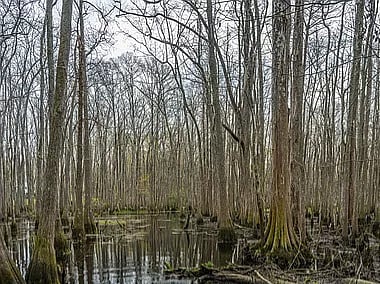 Wetland