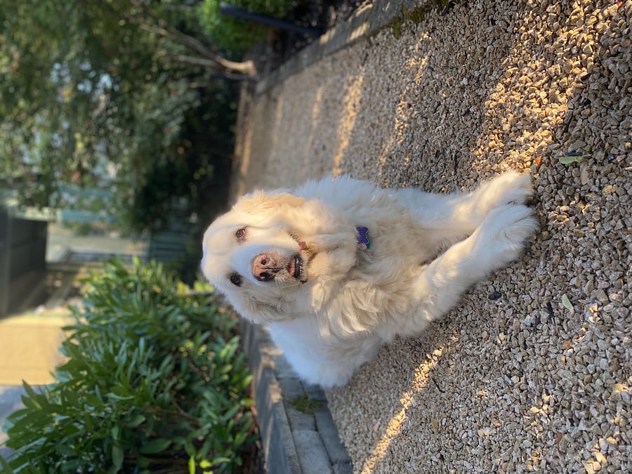 Elvis is my dog and a very occasional house guest, as I reside primarily away from the house. He is very friendly.