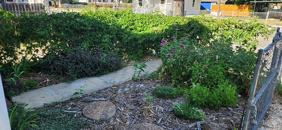 Front yard FULL of flowers and flowering passion vine. Butterflies all day long! Step stones from driveway to front walk. The gate opens even with the vines on it.