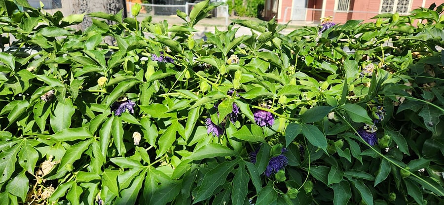 Closeup of passionvine flowers. Butterflies love them! They are the larval host of the gulf frilillary, zebra longwing, and variegated fritillary butterflies and smell great. Terry and Carmen maintain the landscape.
