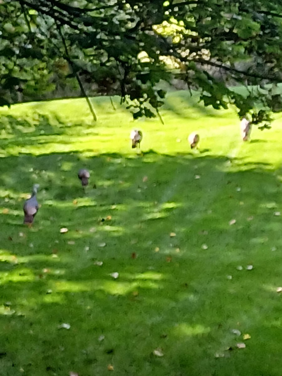 WE HAVE CHICKENS! FREE EGGS,