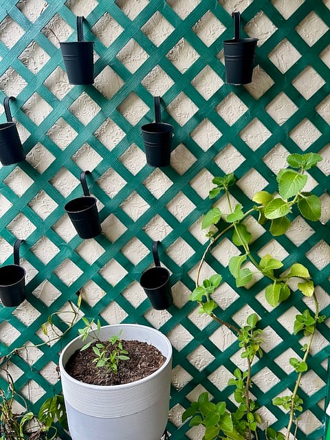 Fresh oregano and growing bell peppers plant. The trellis is to add fresh herbs if wanted.
