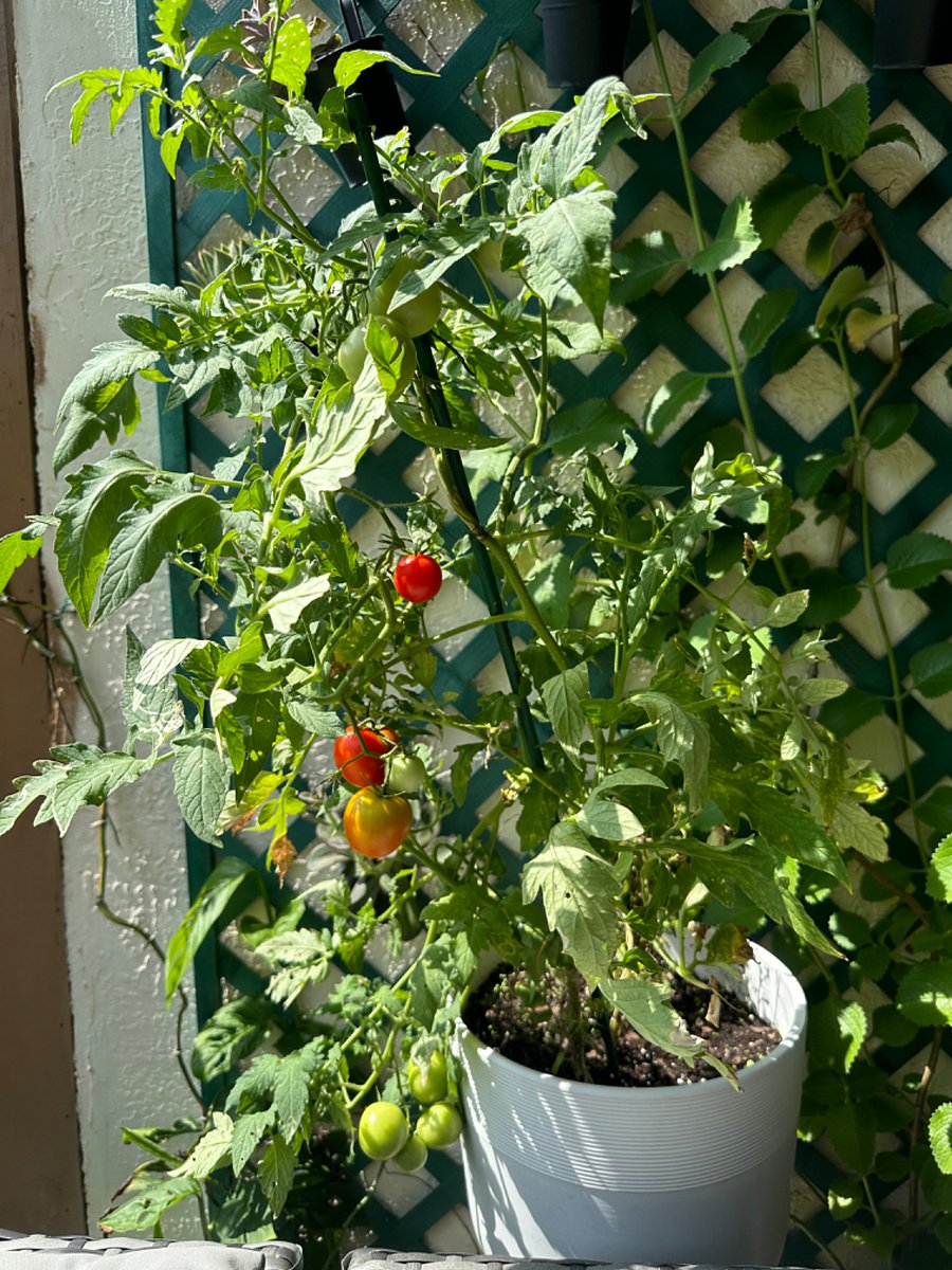 Fresh tomatoes, oregeno, mints, and more.