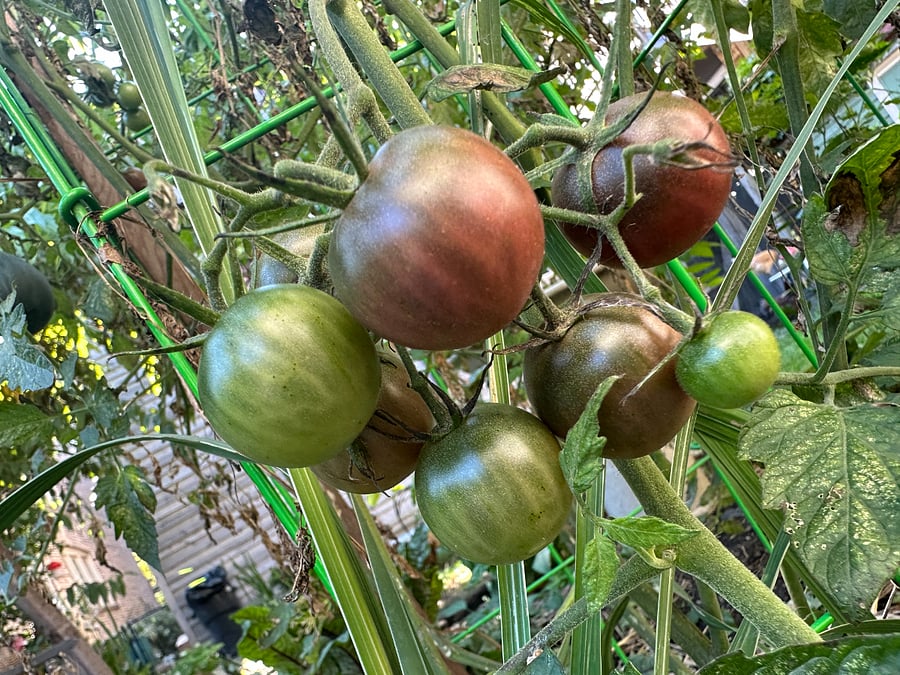 If it's summertime, I'm happy to share the harvest.