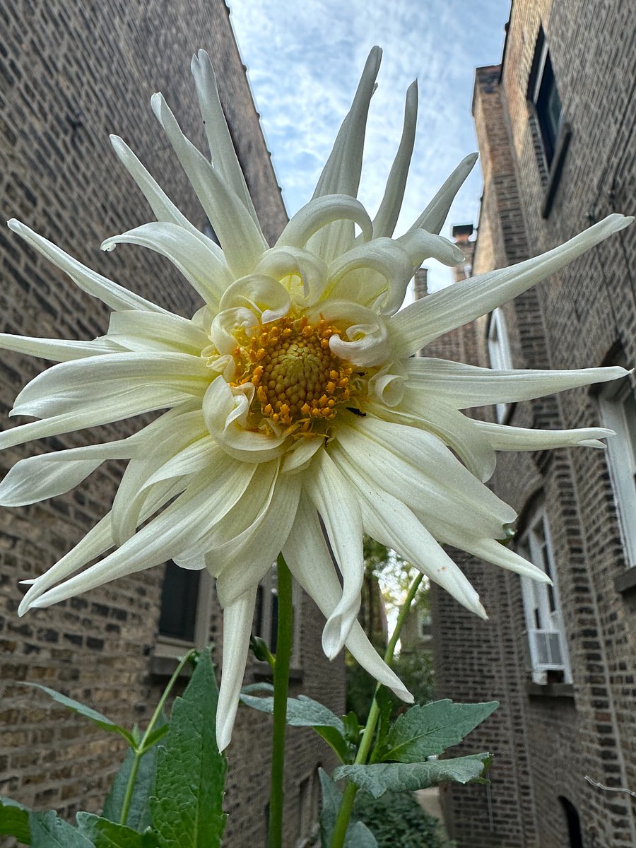 My garden blooms with different perennials each month!