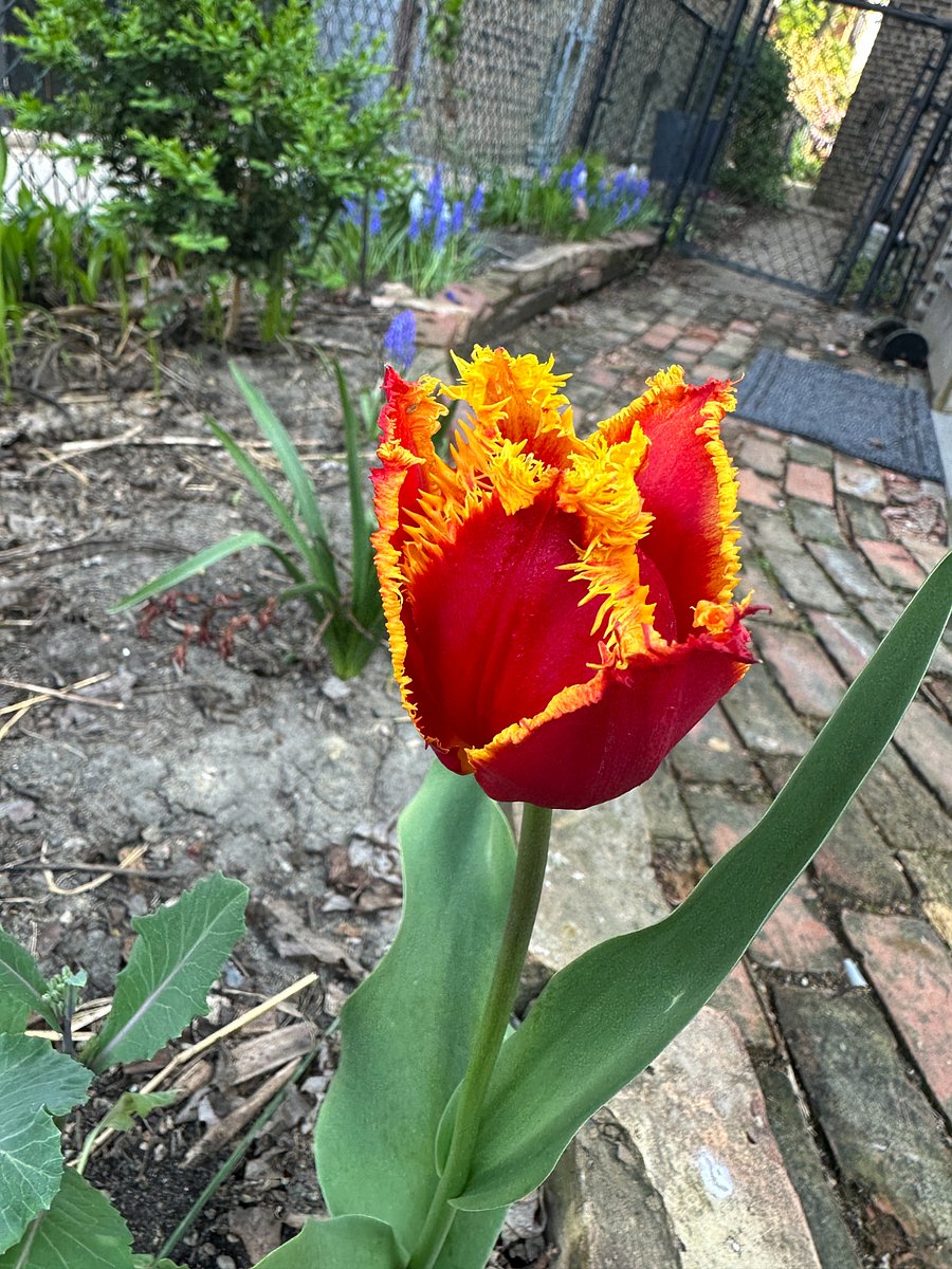 I have a lot of flowers