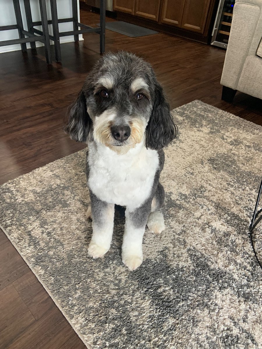 Hi, I'm Eddy, a 6 year old mini-bernesdoodle and live here with my human. I don't shed and am hypoallergenic. Everyone says I'm sweetheart.