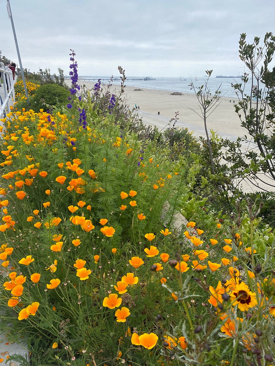 Walk to the beach and enjoy the view from the bluff overlooking the pier, harbor and Catalina Island in the distance