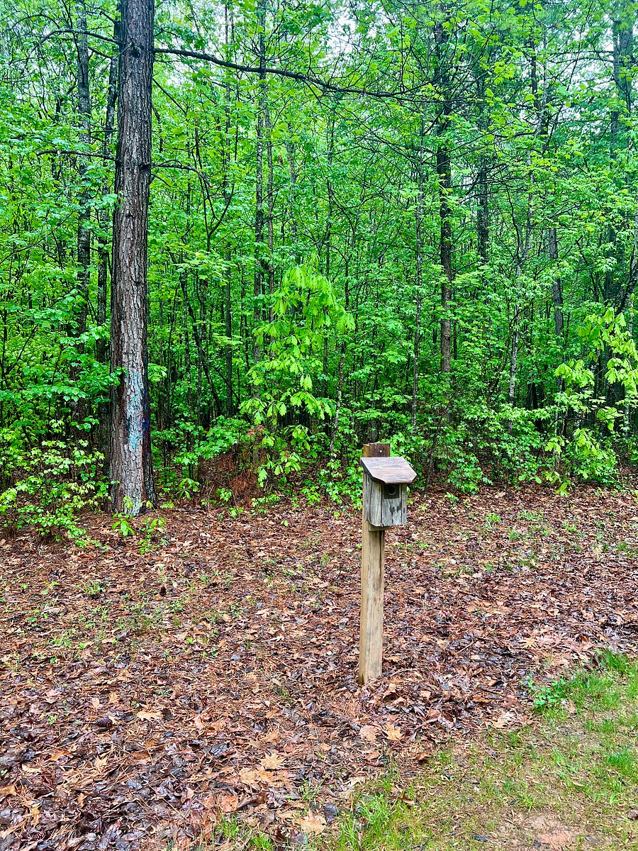Enjoy birdwatching in the vast backyard.