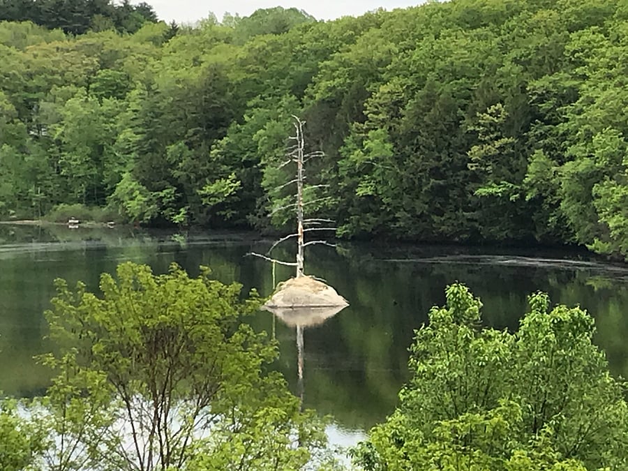 Swim or paddleboard at Leigh's Mill Pond recreational area, a 10-minute walk from the house.