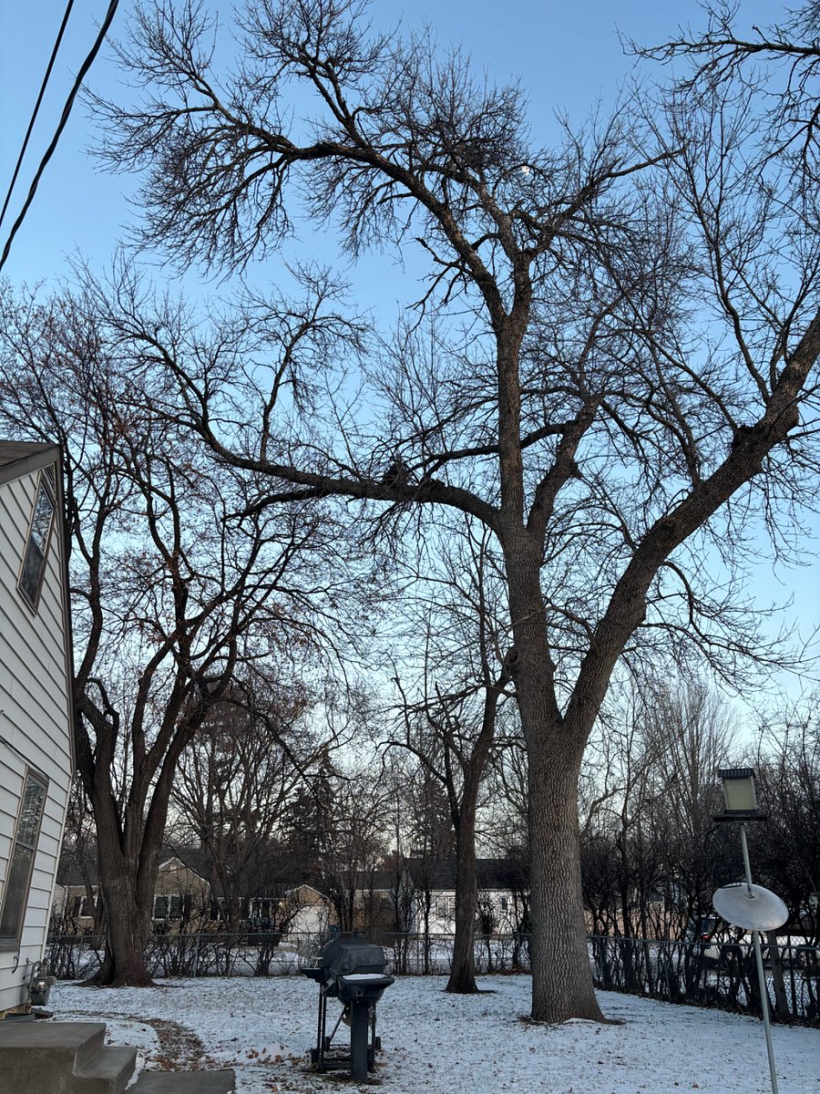 View of side of house. When the trees have leaves it is like a secret garden! Plenty of space for BBQ, kids, and dogs. It is a 0.7 mile walk to the off leash dog park at Roosevelt Park. https://www.richfieldmn.gov/departments/parks_and_recreation/facilities/off-leash_dog_area_at_roosevelt.php