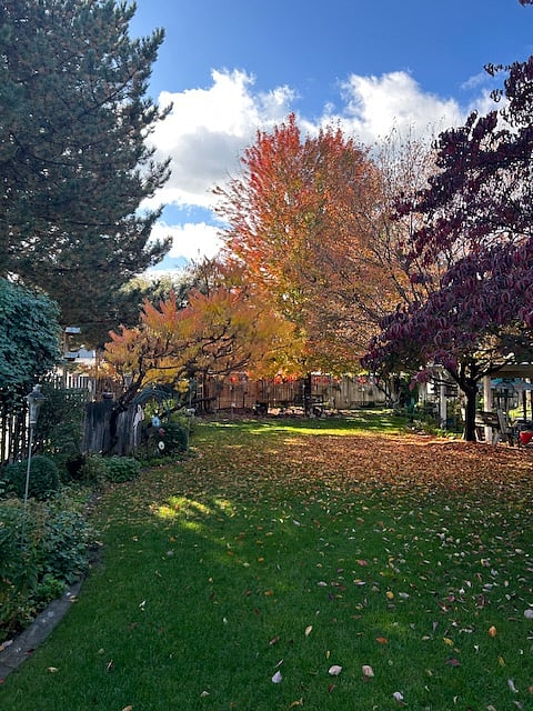 Shared backyard in all it's autumn glory!