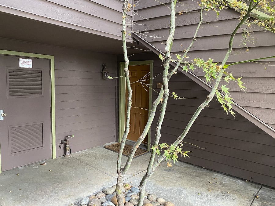 Entrance with Japanese maple in courtyard.
