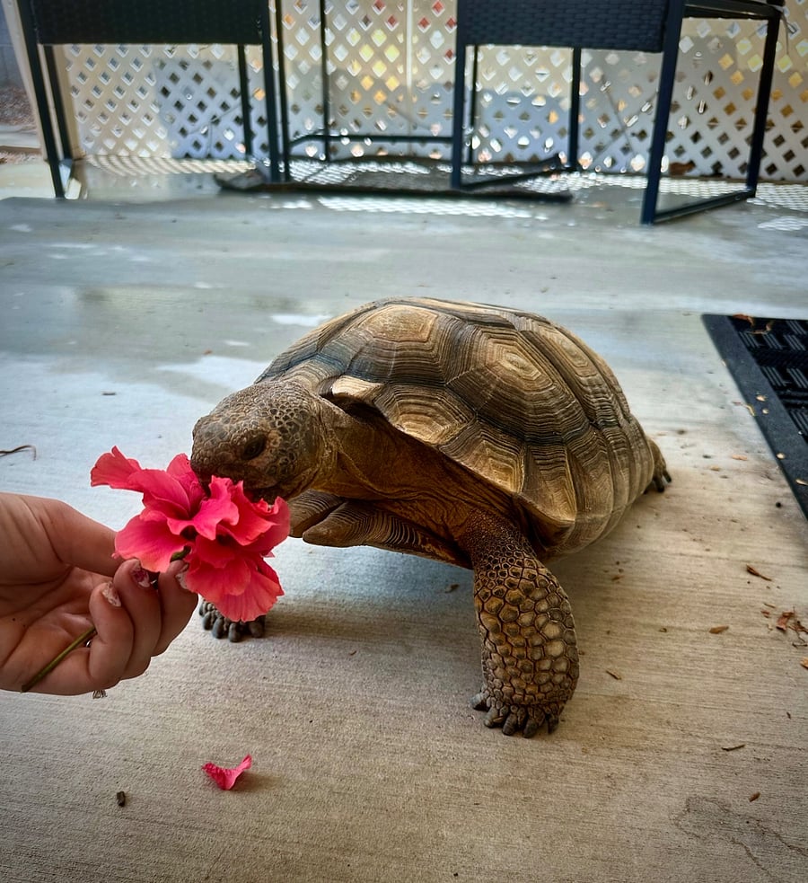 Maggie the desert tortoise