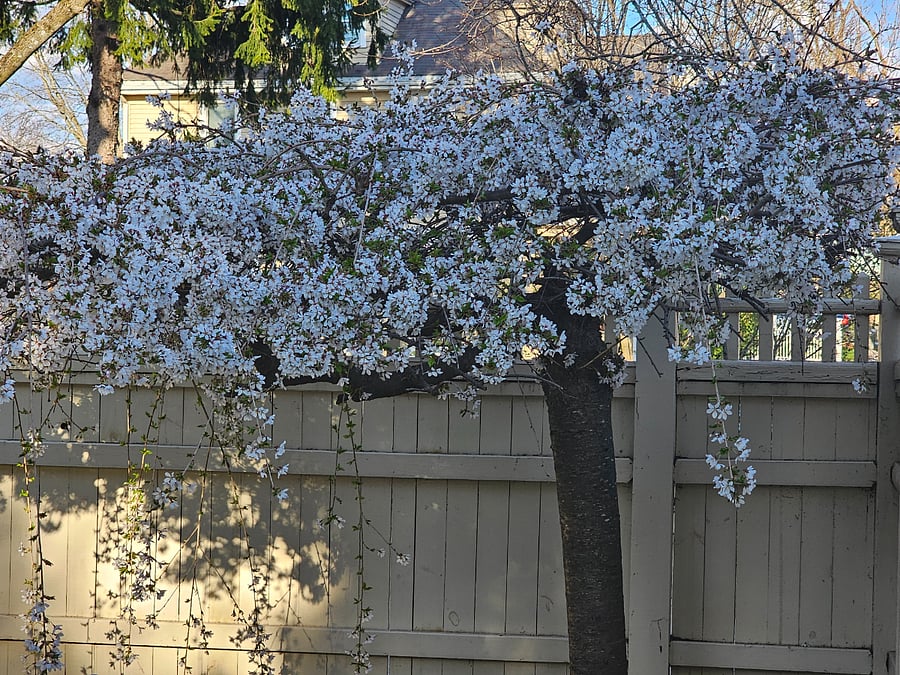 Furnished Finder property 649962_1 photo 7