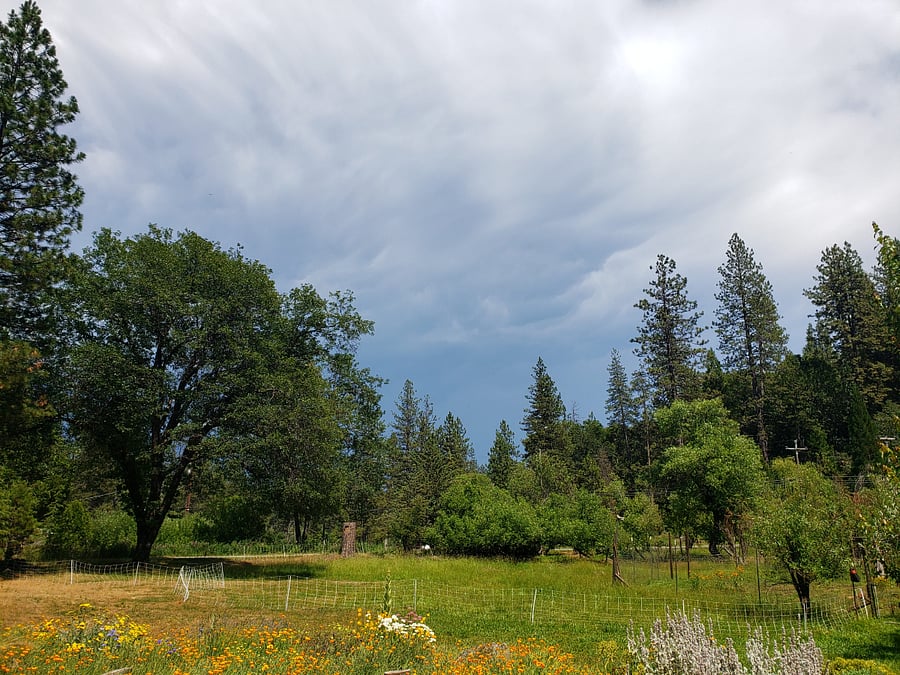 Meadow View