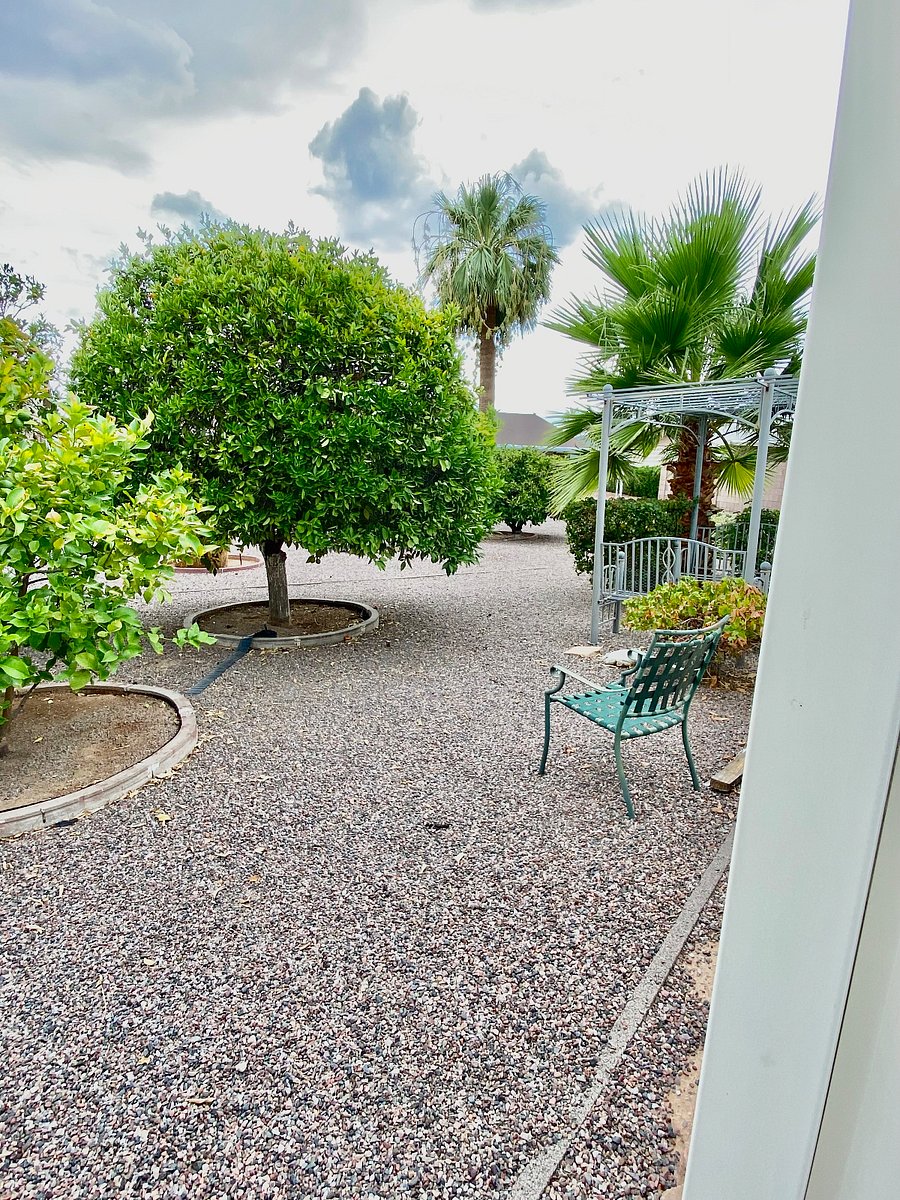 Back yard outside privacy fence with multiple citrus trees