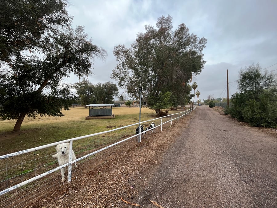 main driveway leading to the Casita, Soso our farm dog in shot