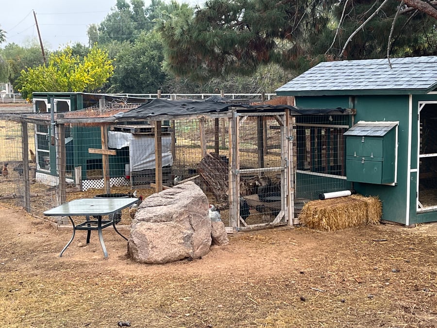 two chicken coops, and chicken runs