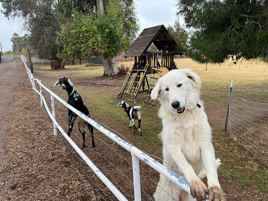 pasture looking down the driveway back toward front gate, Soso the farm dog and Demeter and Iris our female Nubian goats