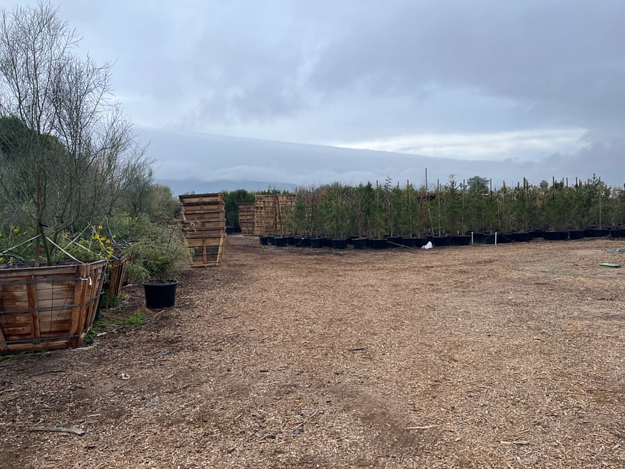 back 2 acres occupied by our neighboring tree farm, which gives them a place to store and grow their trees.